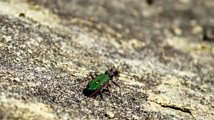 A beautiful green bug perched on a rock.