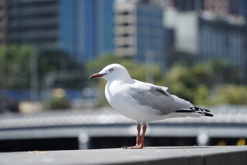 seagull on the pier