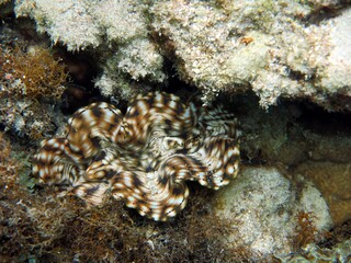 Red sea colorful giant clam shells