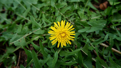 Close-up and selective focus small yellow dandelion or taraxacum on a green leafy background