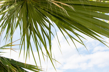 Palm leaves against the blue sky with white clouds in the summer