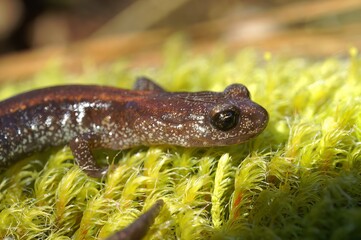 Closeup on a red subadult of the rare Plethodon asupak, Scot Barr salamander on green moss in North California