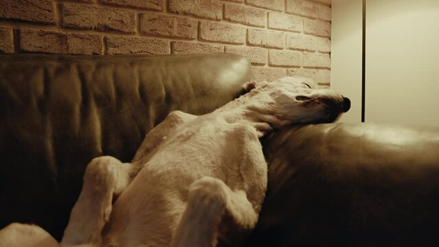 Portrait of young retriver dog while relaxing lying on the comfortable couch near the lamp. Cute retriever dog is indoors in the domestic room