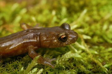 Closeup on a subadult of the endangered Limenstone salamander ,