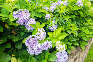 梅雨に濡れた紫陽花