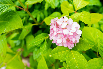 梅雨に濡れた紫陽花