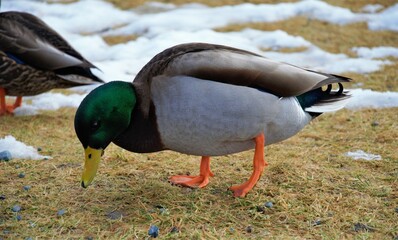 Obraz premium colorful duck on the shore