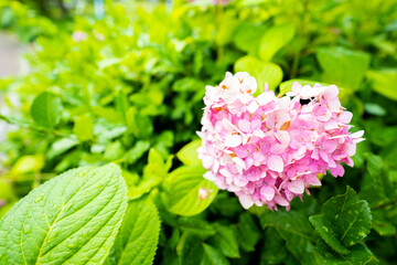 梅雨に濡れたハート形の紫陽花