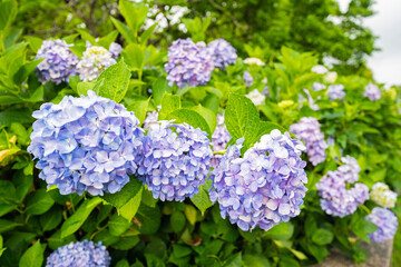 梅雨に濡れた紫陽花