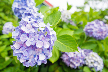 梅雨に濡れた紫陽花