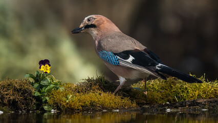Jay in the forest