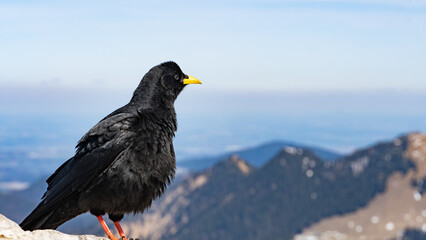 Eine Alpendohle genießt das Bergpanorama in den bayerischen Alpen (Deutschland)