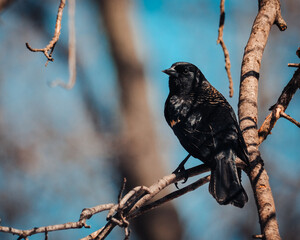 blackbird on a branch