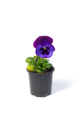 potted plant Viola in a flowerpot isolated on white background