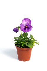 potted plant Viola in a flowerpot isolated on white background
