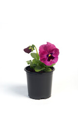 potted plant Viola in a flowerpot isolated on white background