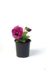 Naklejka na ściany i meble potted plant Viola in a flowerpot isolated on white background