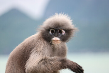 Obraz premium Close-up face of a cute shaggy adult dusky leaf monkey (Trachypithecus obscurus).