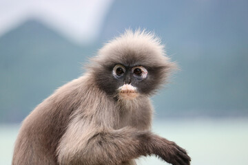 Close-up face of a cute shaggy adult dusky leaf monkey (Trachypithecus obscurus).
