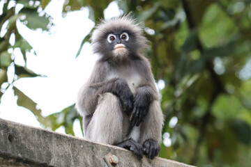 Cute shaggy adult dusky leaf monkey (Trachypithecus obscurus) close up.