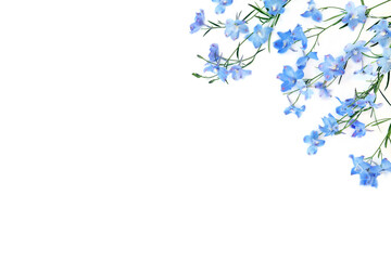Blue delphinium wildflower background border on white background. Summer nature delicate flowers composition. Used in herbal medicine as a tranquilizer, for poor appetite and intestinal worms. - 585079332