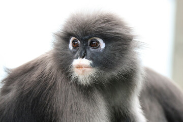 Close-up face of a cute shaggy adult dusky leaf monkey (Trachypithecus obscurus).