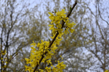 A branch of yellow flowers(Forsythia koreana) close up in Yeouido, Seoul