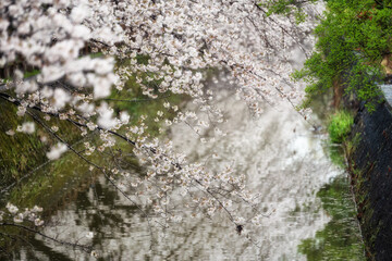 水路沿いの桜並木
