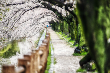 水路沿いの桜並木