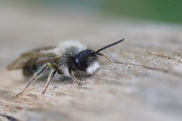 Closeup on a male Clarke's mining bee, Andrena clarkella sitting wood