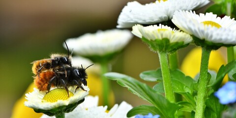 Para pszczół murarek rogatych (Osmia cornuta) wśród kwiatów stokrotek  - obrazy, fototapety, plakaty
