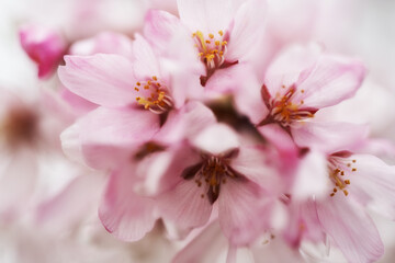 雨に濡れた桜の花びら