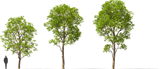 tree enterolobium, cyclocarpum, trees hq cutout arch viz plant
