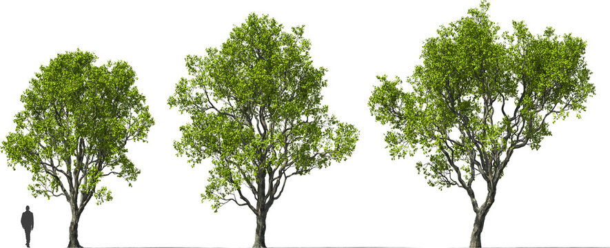 ebony trees, persimmons, tree, hq cutout arch viz plant