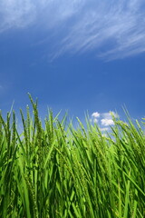 稲穂をつけ始めた夏の稲と青空