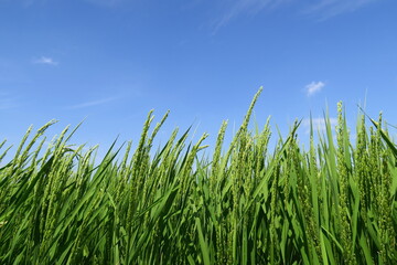 稲穂をつけ始めた夏の稲と青空
