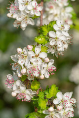  The dainty white blossoms of crataegus marshallii.