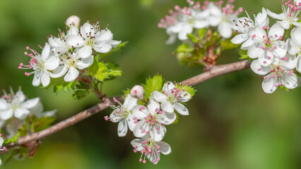 Parsley hawthorn blooms in a widescreen aspect ratio image.