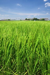 稲穂の付き始めた夏の風のある近郊の青田風景