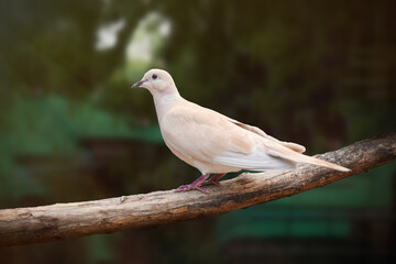 portrait of a beautiful white dove on a branch