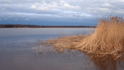 Reeds on lake in spring: bright colors, nature of Northern Europe.