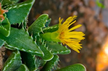 Succulent plant with succulent leaves (Faucaria tigrina)