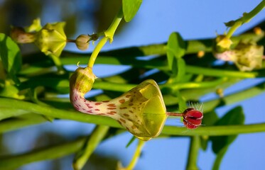 Unusual flower of a succulent plant with succulent leaves (Ceropegia sp.)