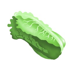 Lettuce. Vegetable. Digital illustration