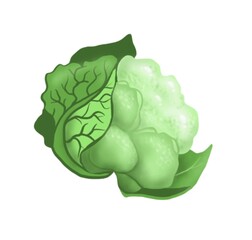 Cauliflower. Vegetable. Digital illustration