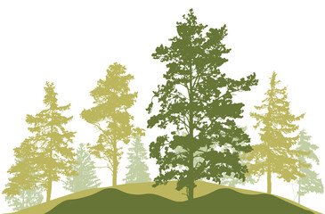 Obraz premium Spring season, silhouette of spruce trees, pines. Beautiful nature, woodland. Vector illustration