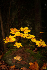 Vertical photo of a little maple tree with yellow leaves close to the rock covered with green moss and brown needles at dark background. Baby maple tree at sunny autumn day.