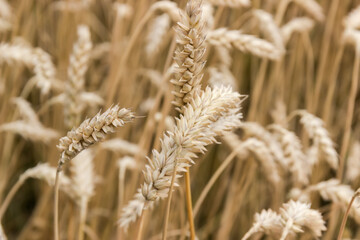 Ears of wheat on field, close-up in selective focus