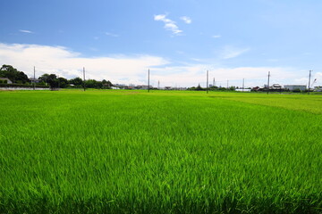 夏の風のある近郊の青田風景