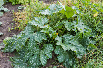 Bush of blooming zucchini with spotty leaves on a field